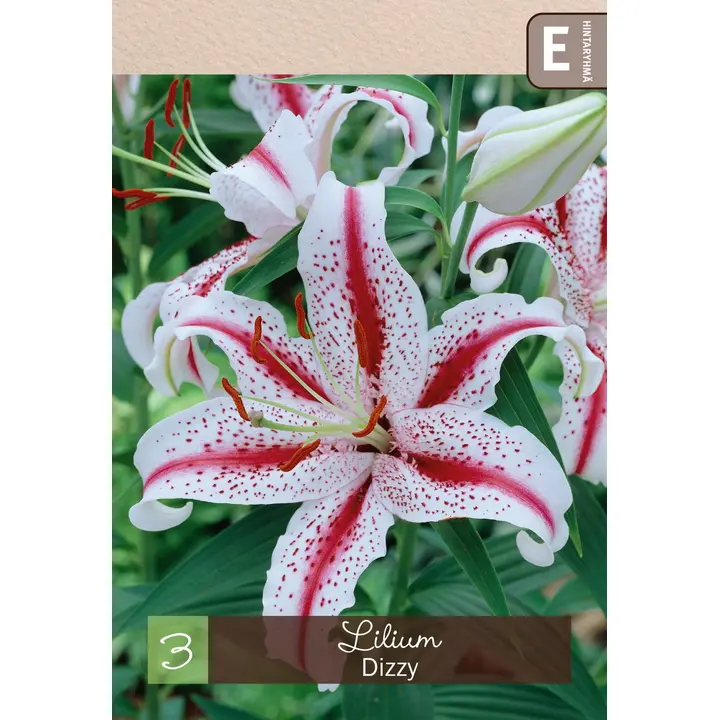 Oriental-lilja 'Dizzy' 3kpl