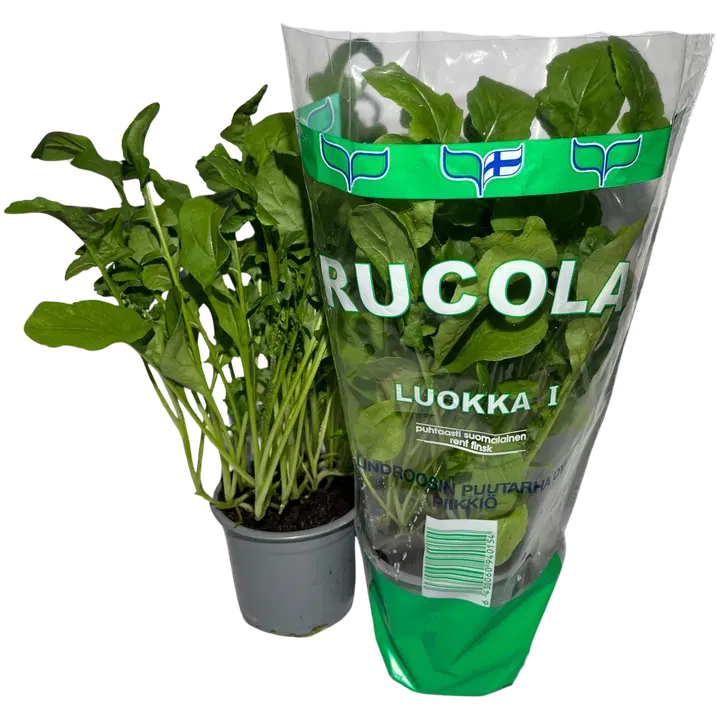 RUCOLA RUUKKU