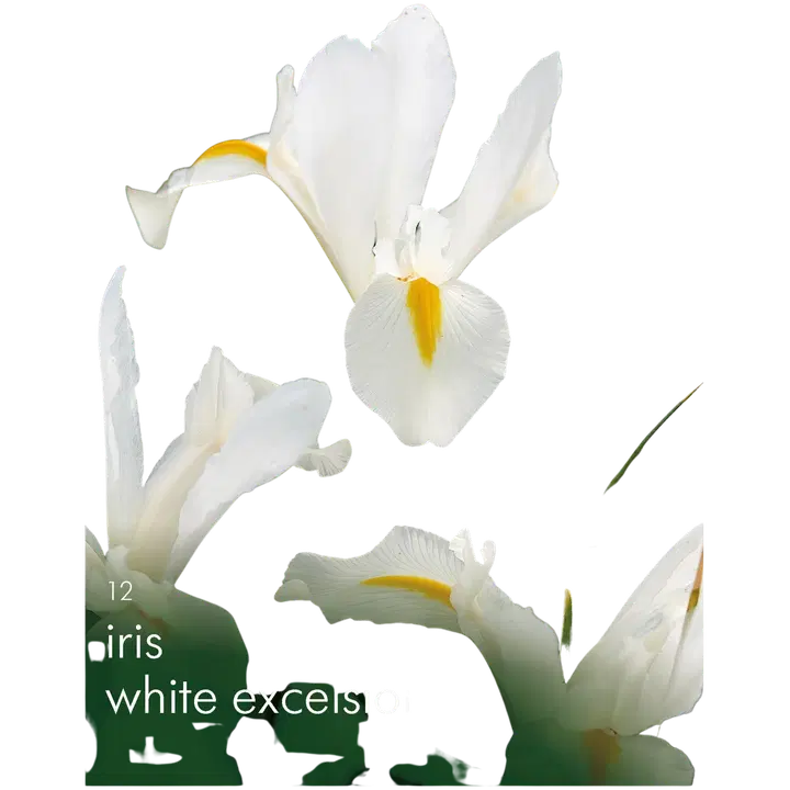 Hollanninkurjenm White Excelsior 12kpl