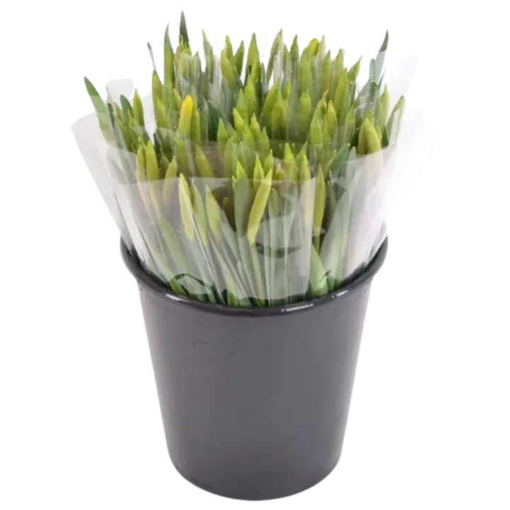 Kimp nartsiss 20 õit