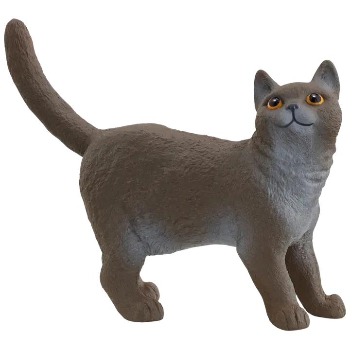 Briti lühikarvaline kass