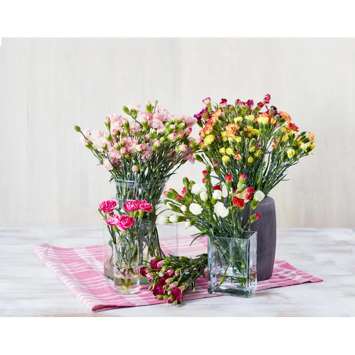 Oksaneilikka 10kpl, värilajitelma, 50cm