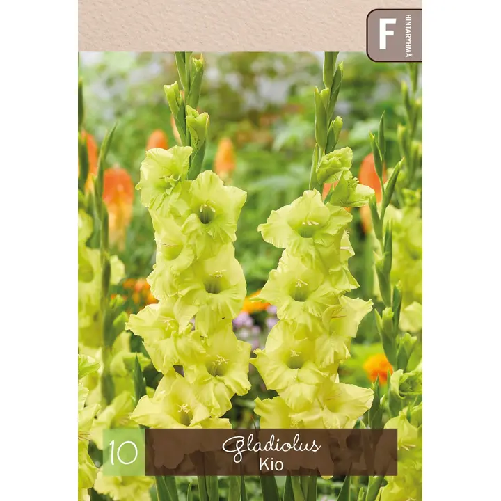 Gladiolus 'Kio' 10kpl