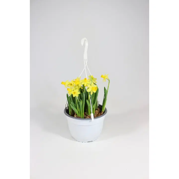 Narsissi Tete-a-Tete amppelissa, ruukku 19cm