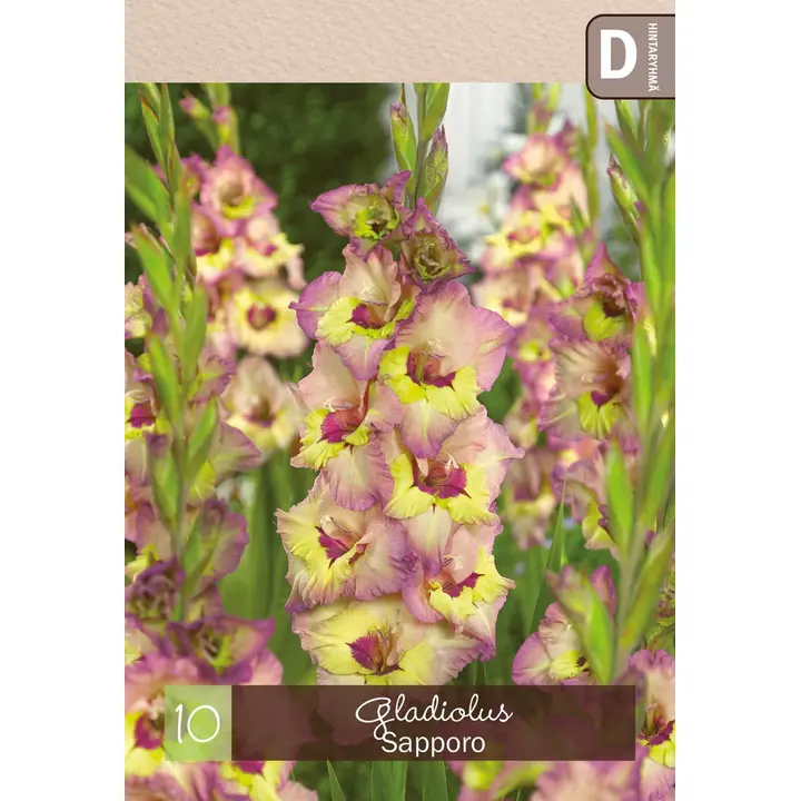 Gladiolus 'Sapporo' 10kpl