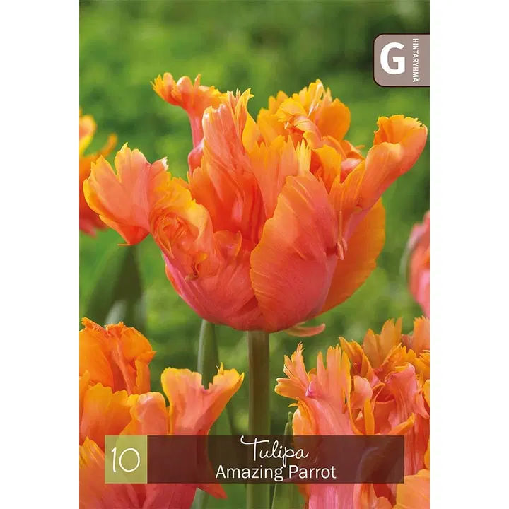 Tulppaani, Tulipa Amazing Parrot Z11-12, 10kpl