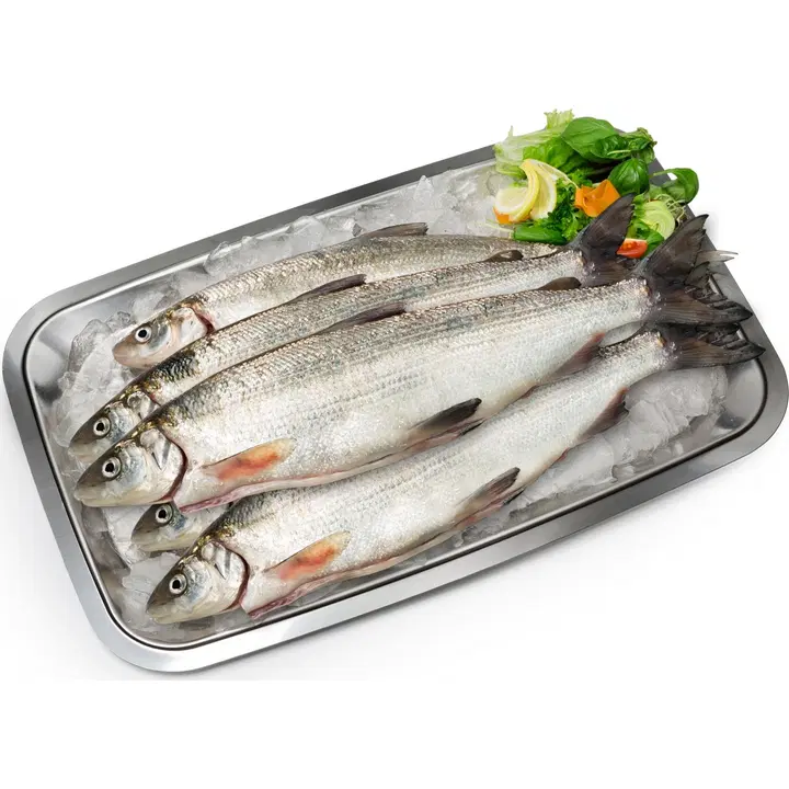 Disas Siika I Kasvatettu