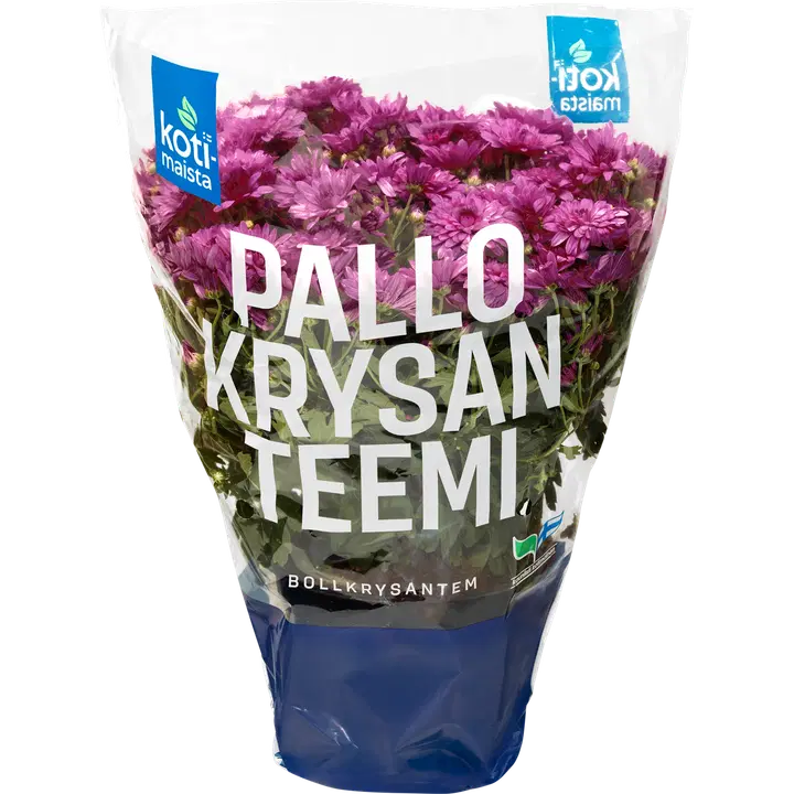 PALLKRÜSANTEEM POTIS