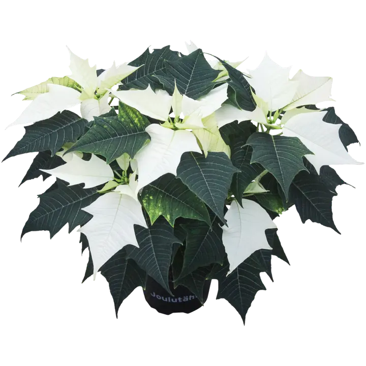 Jõulutäht valge XL