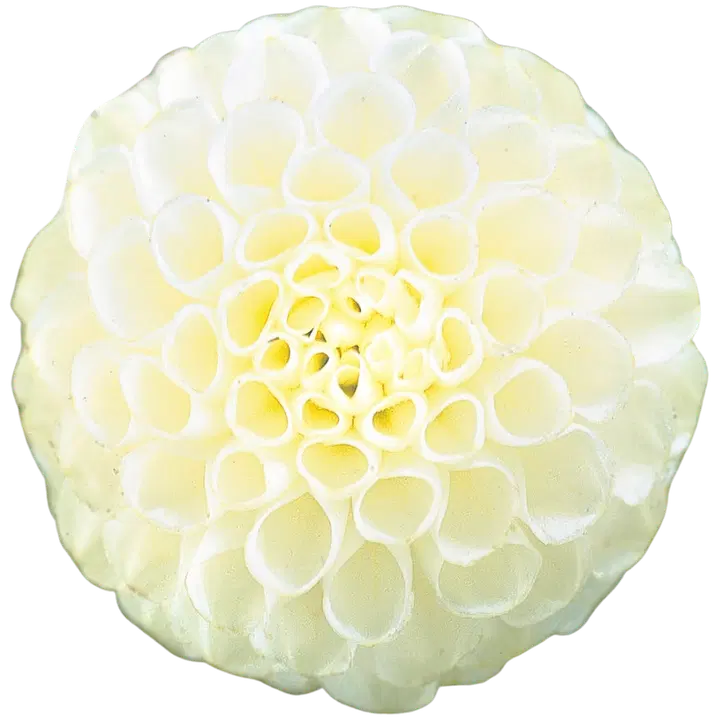 Dahlia Snowflake 1kpl
