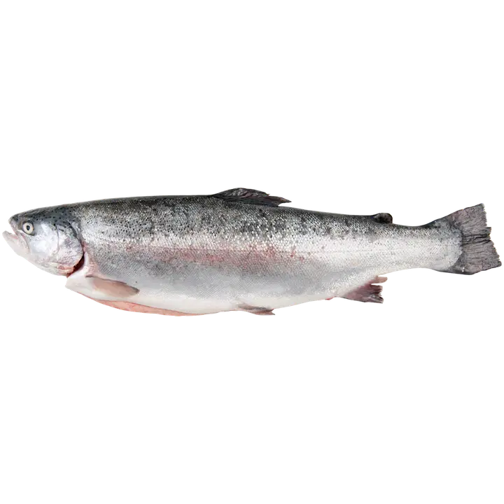Kalaonni Benella Kirjolohi 10 kg