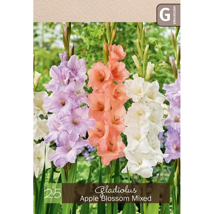 Gladiolussekoite 'Apple Blossom' 25kpl