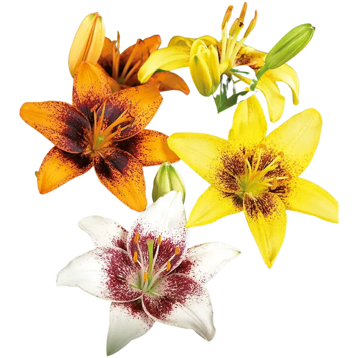 Idänliljasekoite Pixels 3kpl