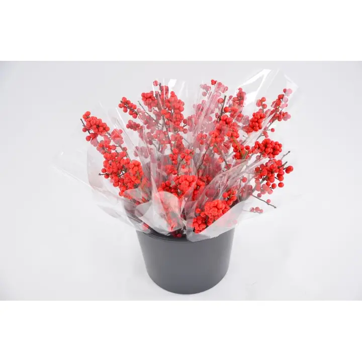 Oks punaste marjadega