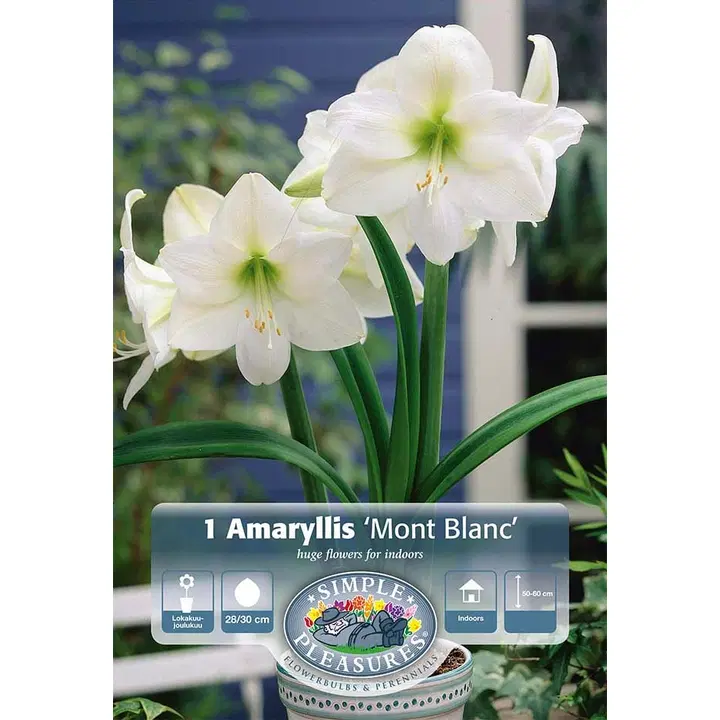 Amaryllissipuli Mont Blanc 28/30, 1kpl