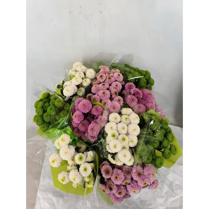 Nappikrysanteemi 5kpl, 5 oksaa, 50cm