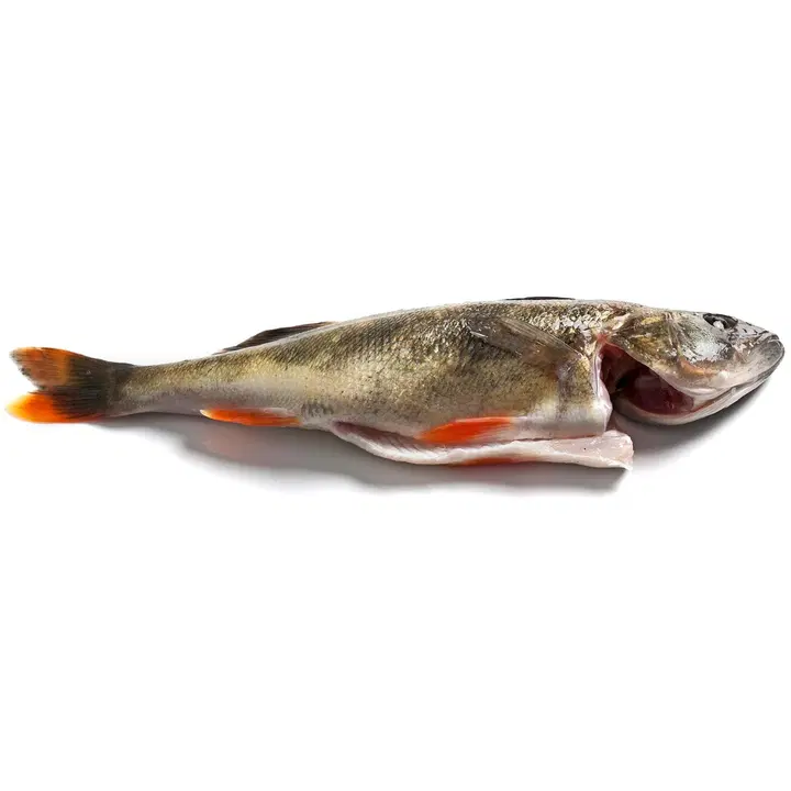 KalaValtanen ahven avattu