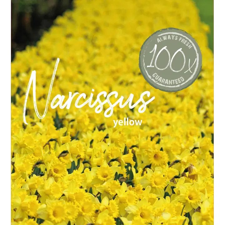 Farmers Market Narsissi 100kpl