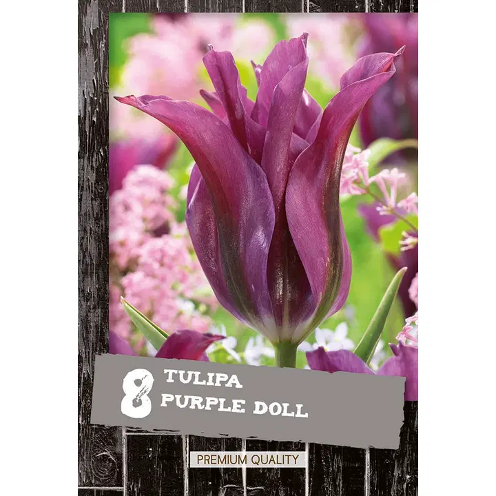 Viherraitatulppaani Purple Doll 8kpl