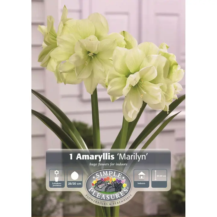 Amarylliksen sipuli Marilyn, koko 28/30, 1kpl