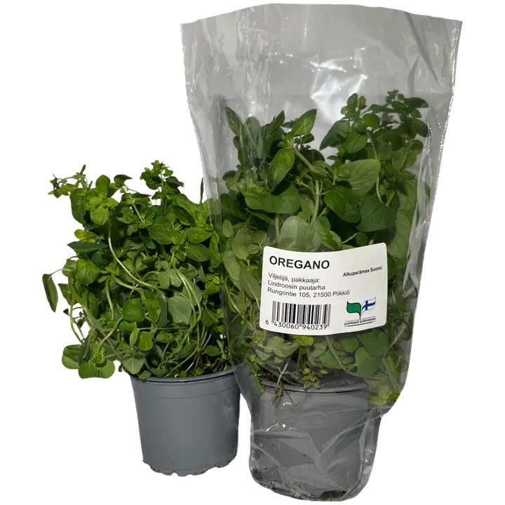 OREGANO