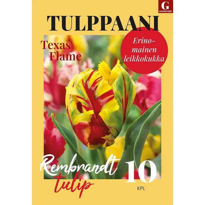 Tulppaani, Tulipa Texas Flame 11/12, 10kpl