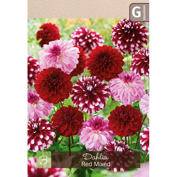 Dahliasekoite punainen, 3kpl