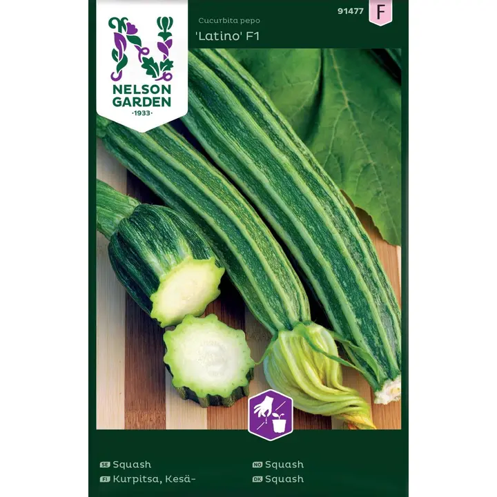 91477 suvikõrvits latino f1