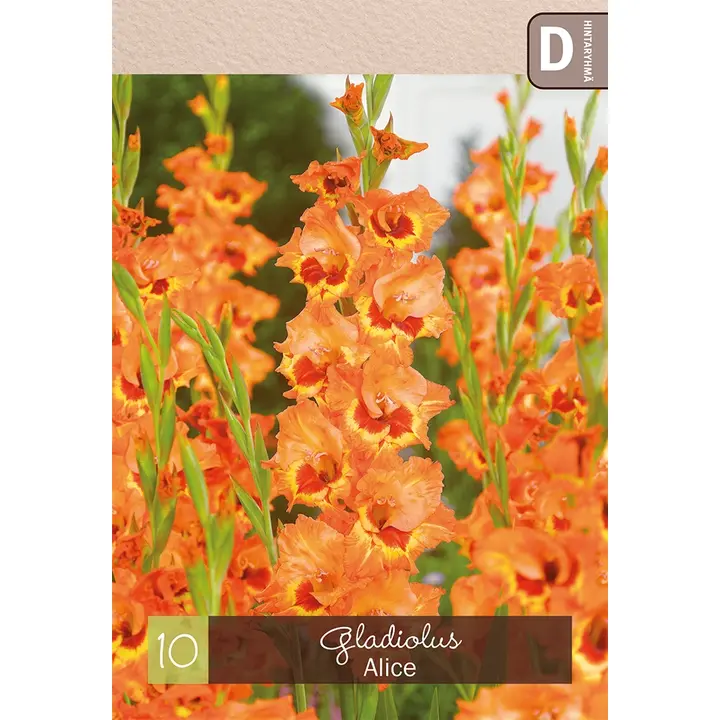 Gladiolus 'Alice' 10kpl