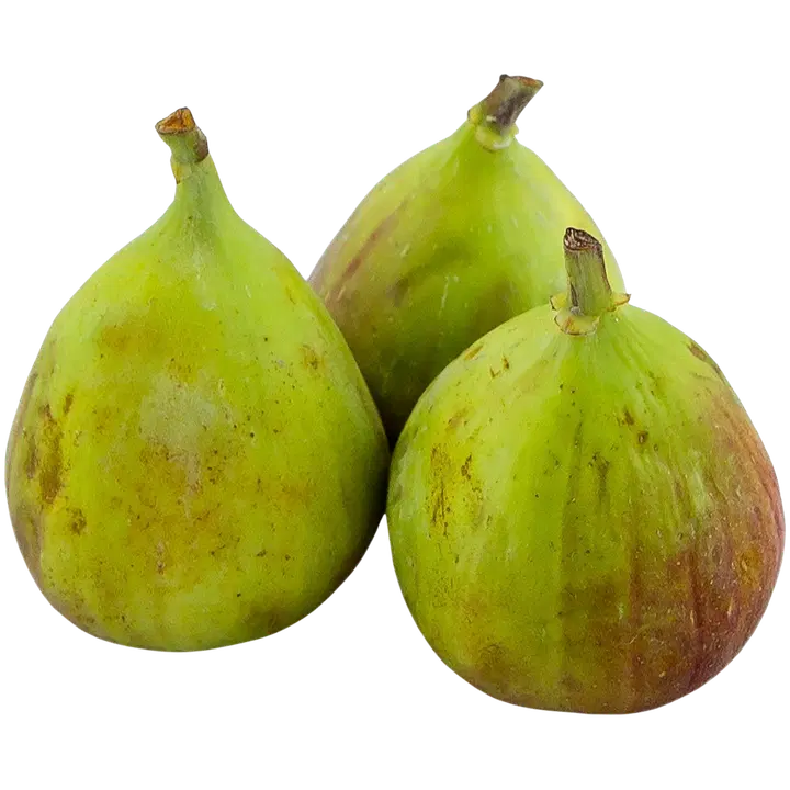 Viikuna