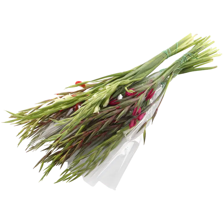Gladiool sort nanus 5 oksa 50 cm