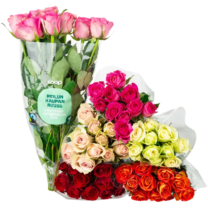 Coop ruusu 10kpl, värilajitelma, 40cm