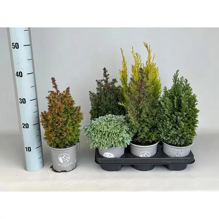 Küpress, erinevad sordid