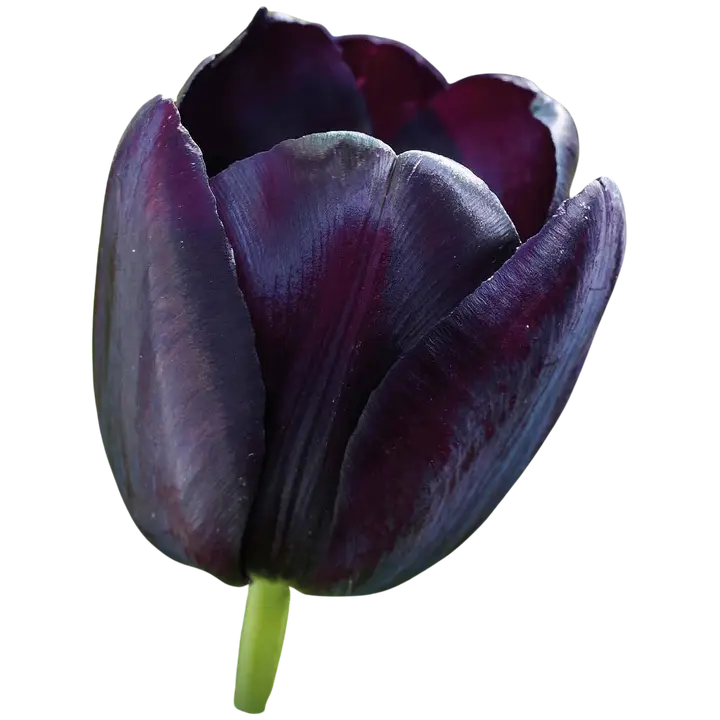 Tulppaani Queen of Night Z11-12, 7kpl