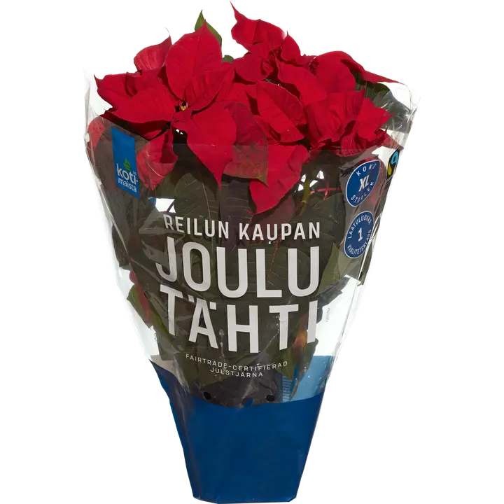 Kotimaista Jõulutäht XL punane