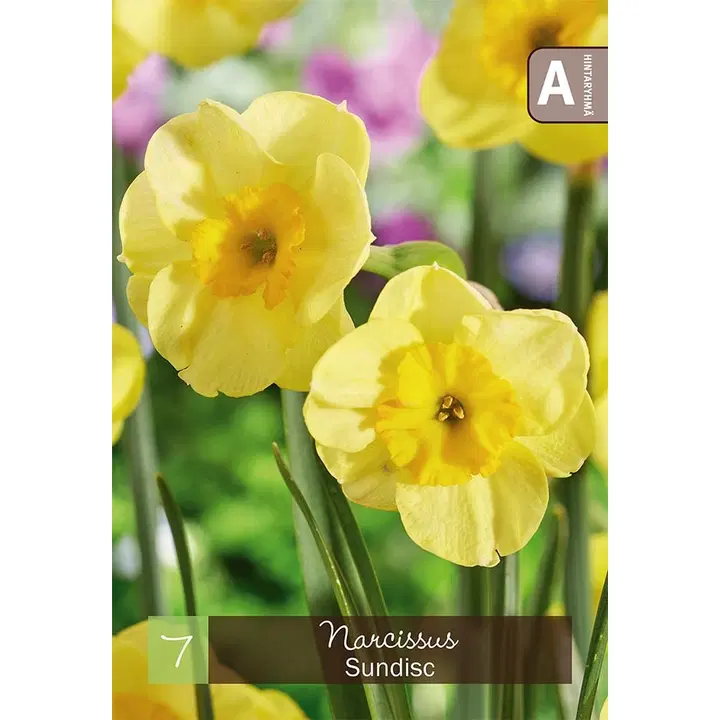 Narsissi, Narcissus Sundisc Z10-12, 7kpl