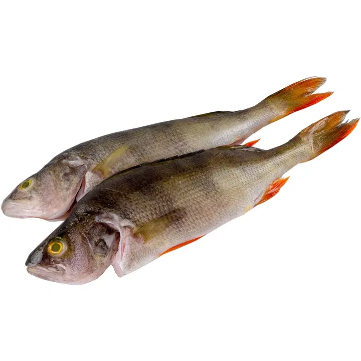 Kalaneuvos tuore ahven