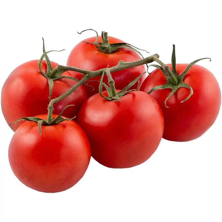 Terttutomaatti