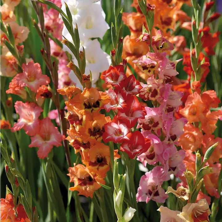 Miekkaliljasekoite 25kpl