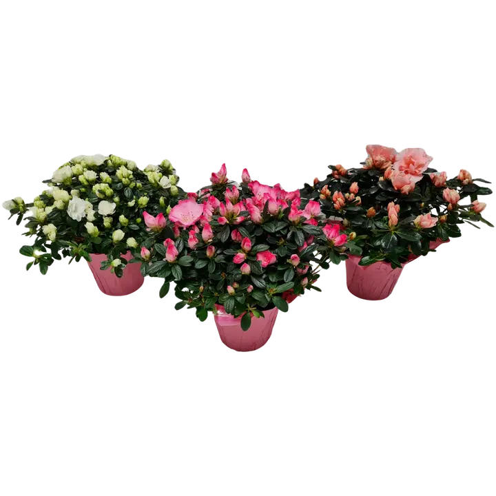 Atsalea Hortinno, rondellakääre, värilajitelma, ruukku 13cm