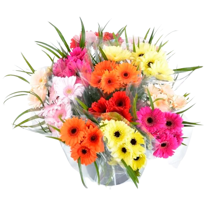 Germinikimppu, lajitelma, 8 oksaa, 50cm