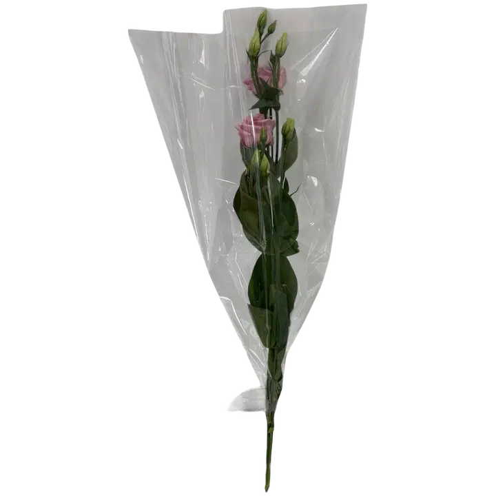 Preeriakelluke 1 oks