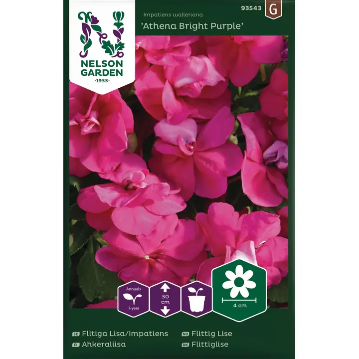 93543 aedimpatiens athena heleroosa f1