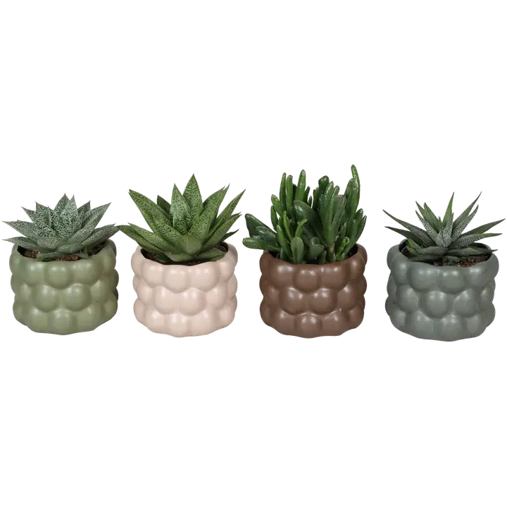 Erinevad taimed keraamilises potis