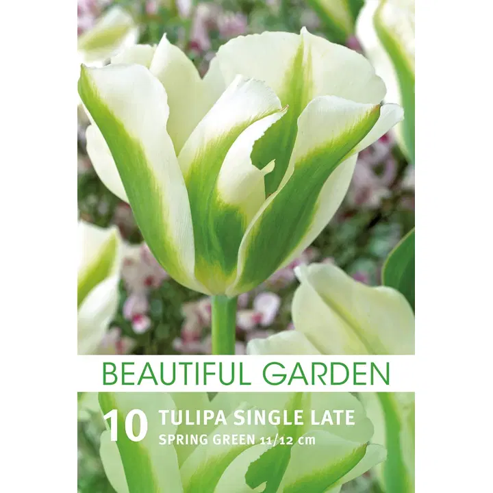 Viherraitatulppaani Spring Green 10kpl