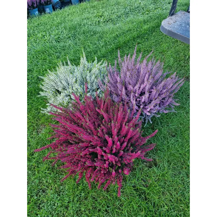 Stor ljung i skål Ø 27cm, Calluna vulgaris 'Garden Girls' blandade färger