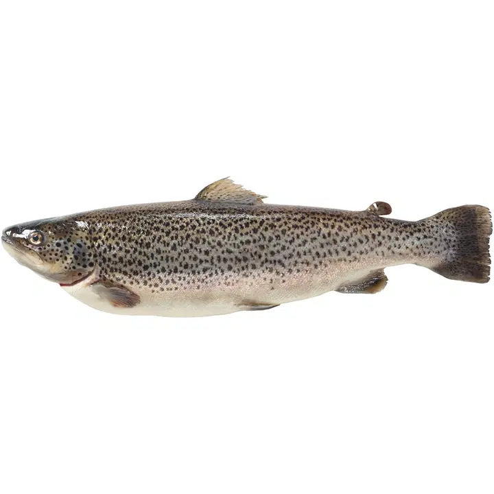 Kalaneuvos tuore taimen