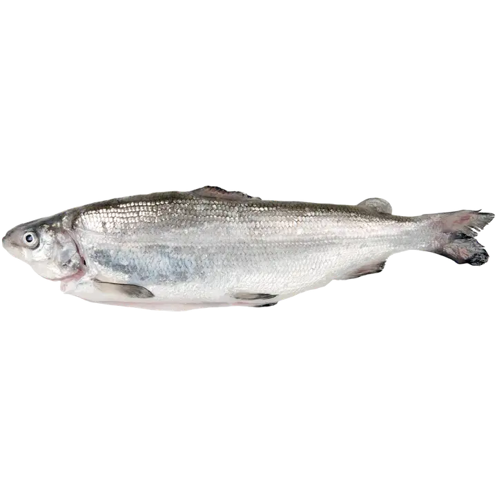 Benella Siika avattu