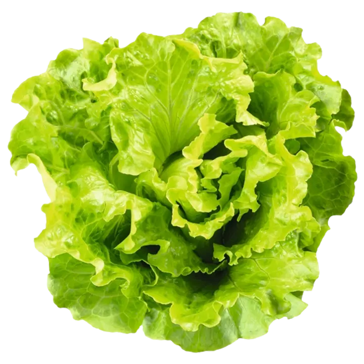 Lehtsalat potis Grüne Fee