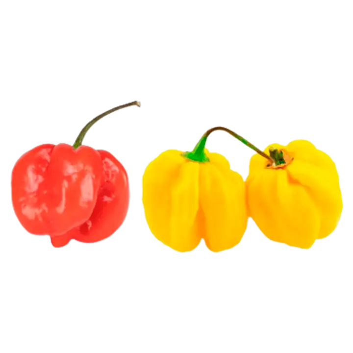 Tšilli Habanero (tugevus 10)